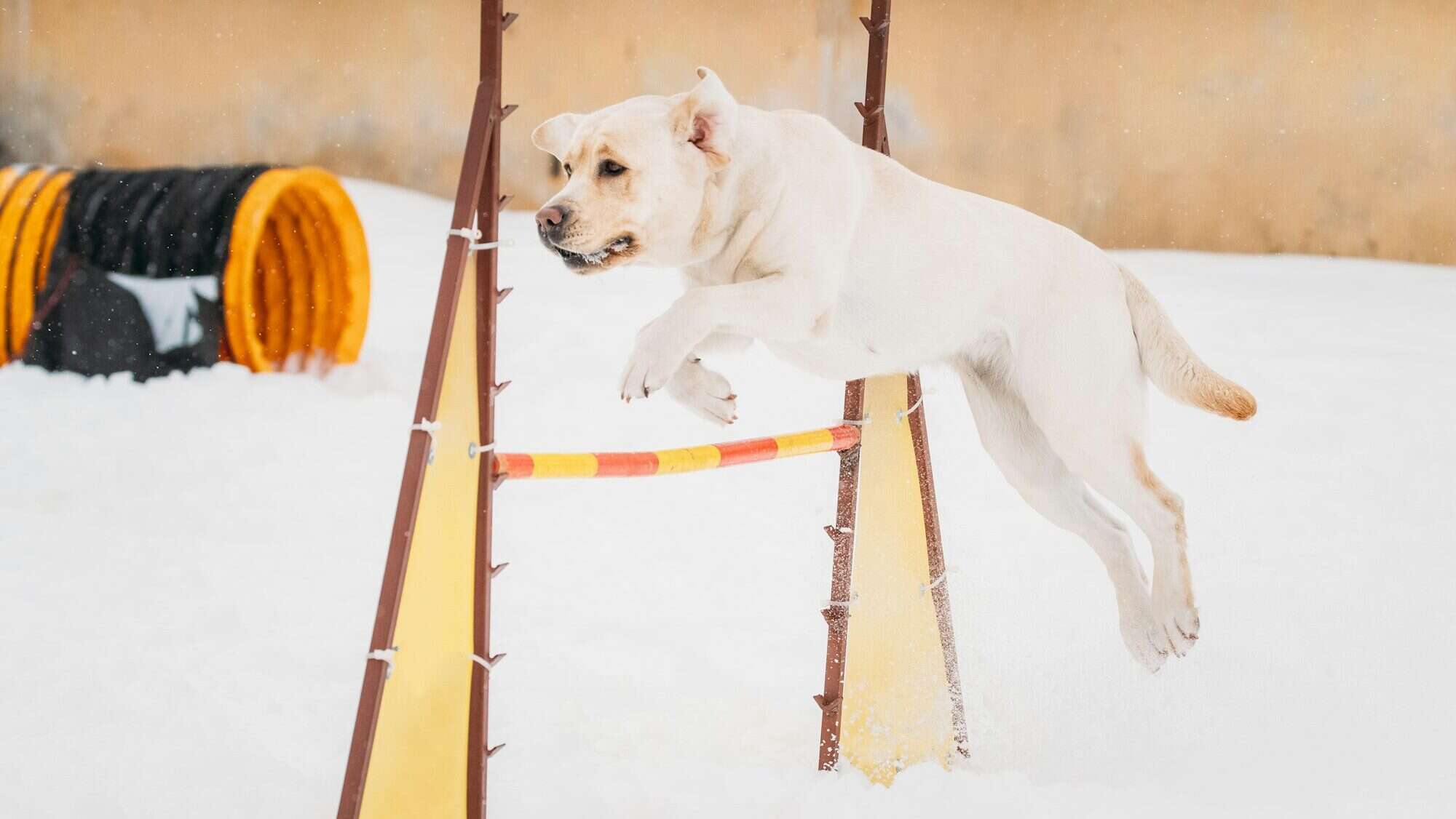 White Labrador Dog Playing Outside In Snow, Winter Season. Dog Jumping Through Barrier In Snow