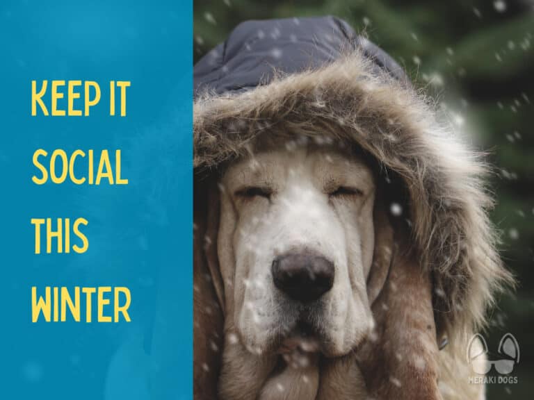 old bassett hound wearing a fluffy hooded jacket in the snow