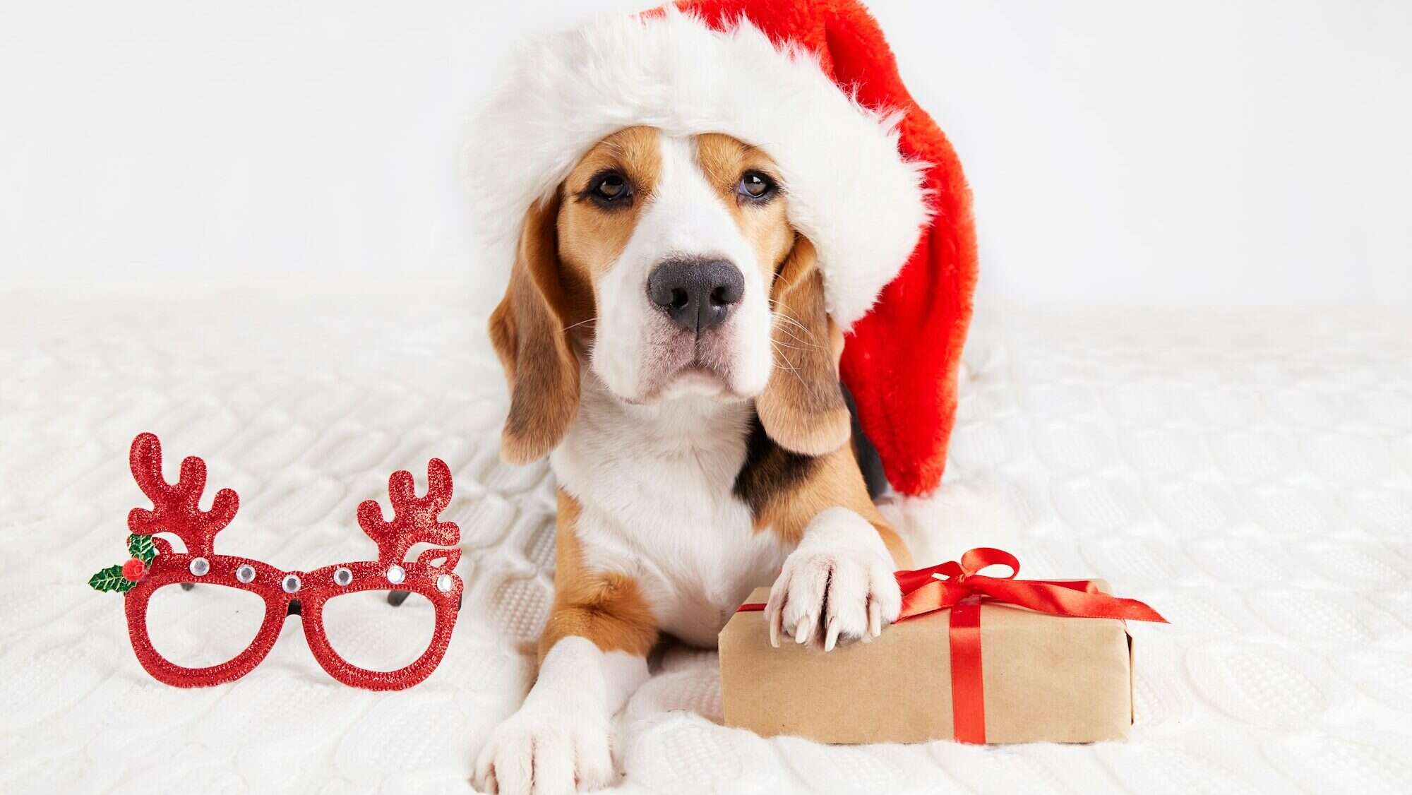 A beagle dog in a Santa Claus hat is lying on the bed