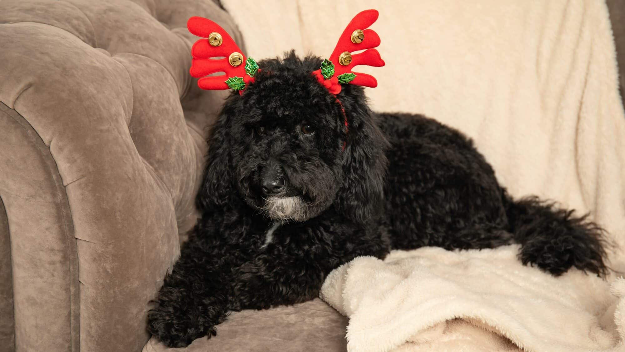 Concept of Merry Christmas, funny Christmas dog