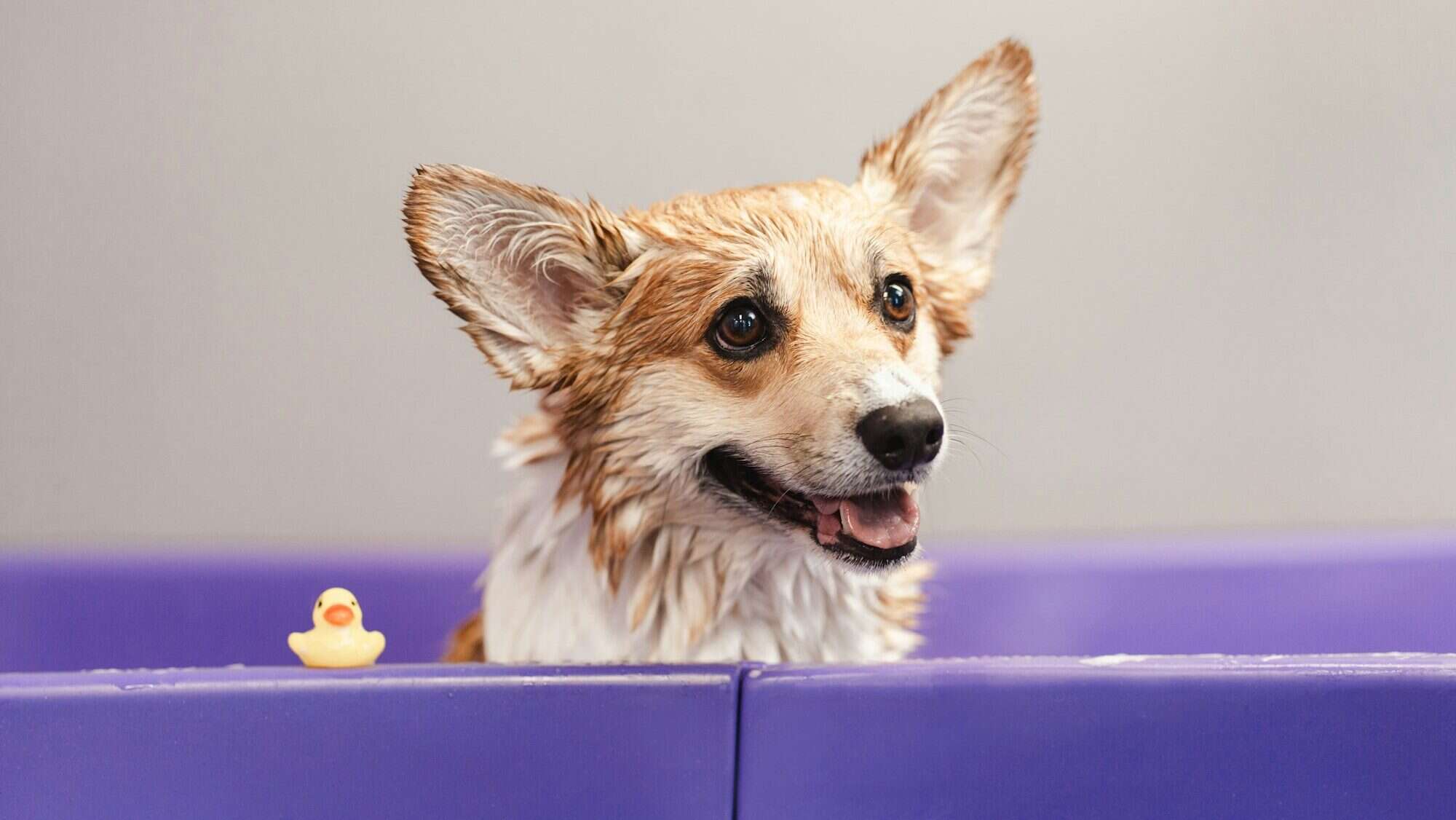 Corgi dog sitting in a bubble bath with yellow rubber duck and soap bubbles in violet tub
