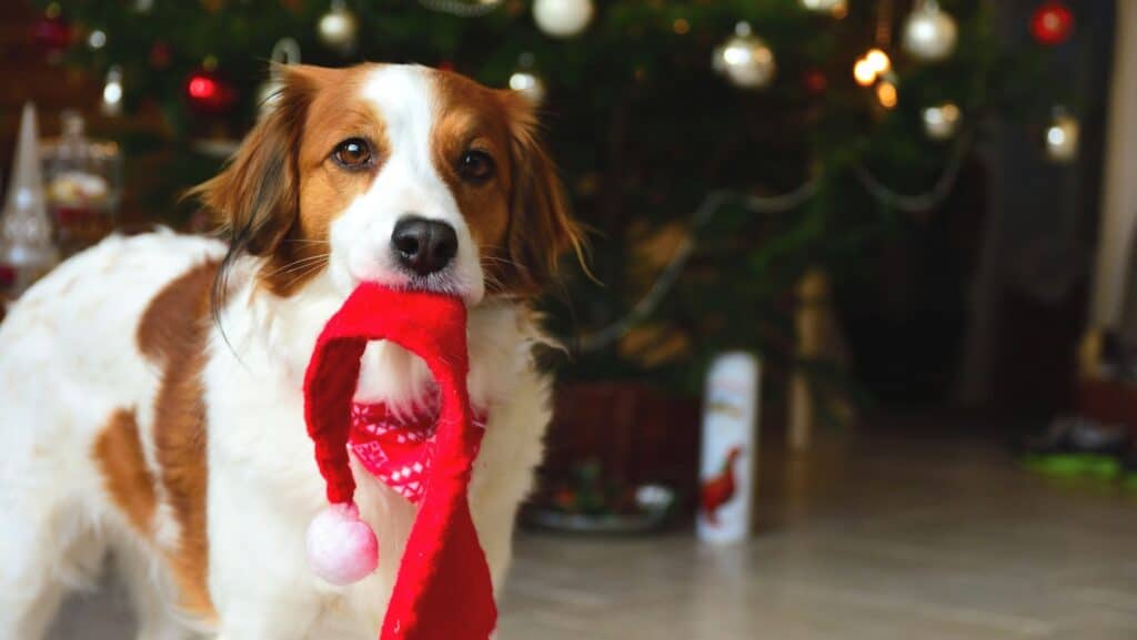 Cute christmas dog with santa’s hat for the festive holiday decoration