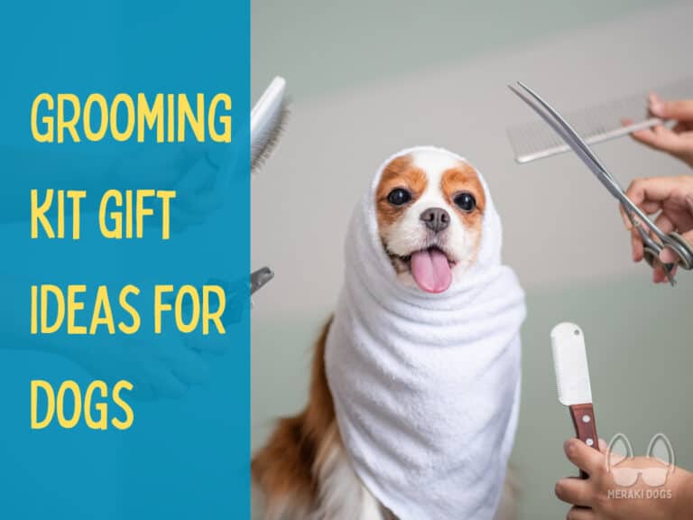 cavalier king charles spaniel wrapped in a towel and surrounded by grooming tools