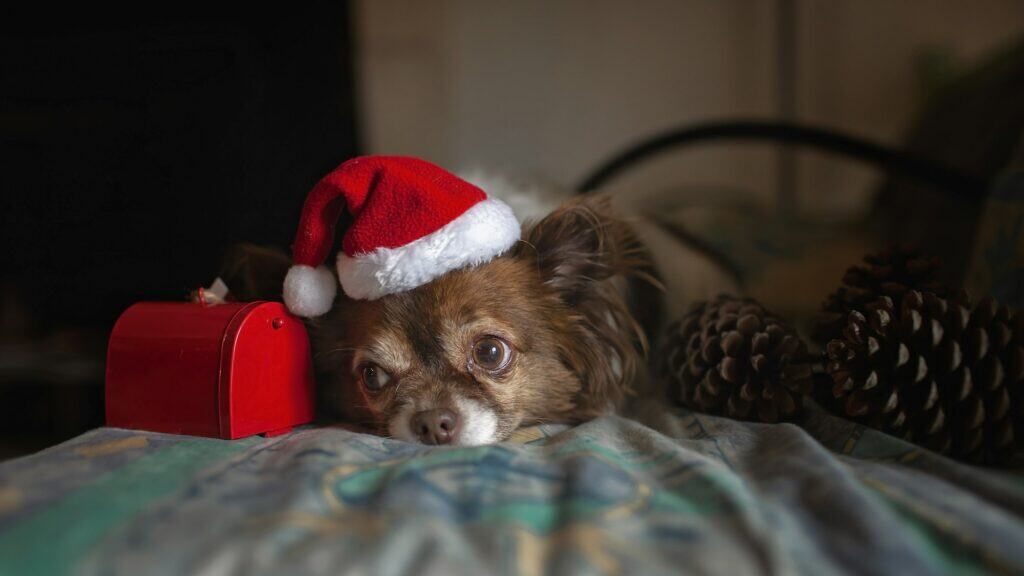 Dog in Santa red hat dreamily waiting for gifts near decorative mail box on Christmas Eve, banner