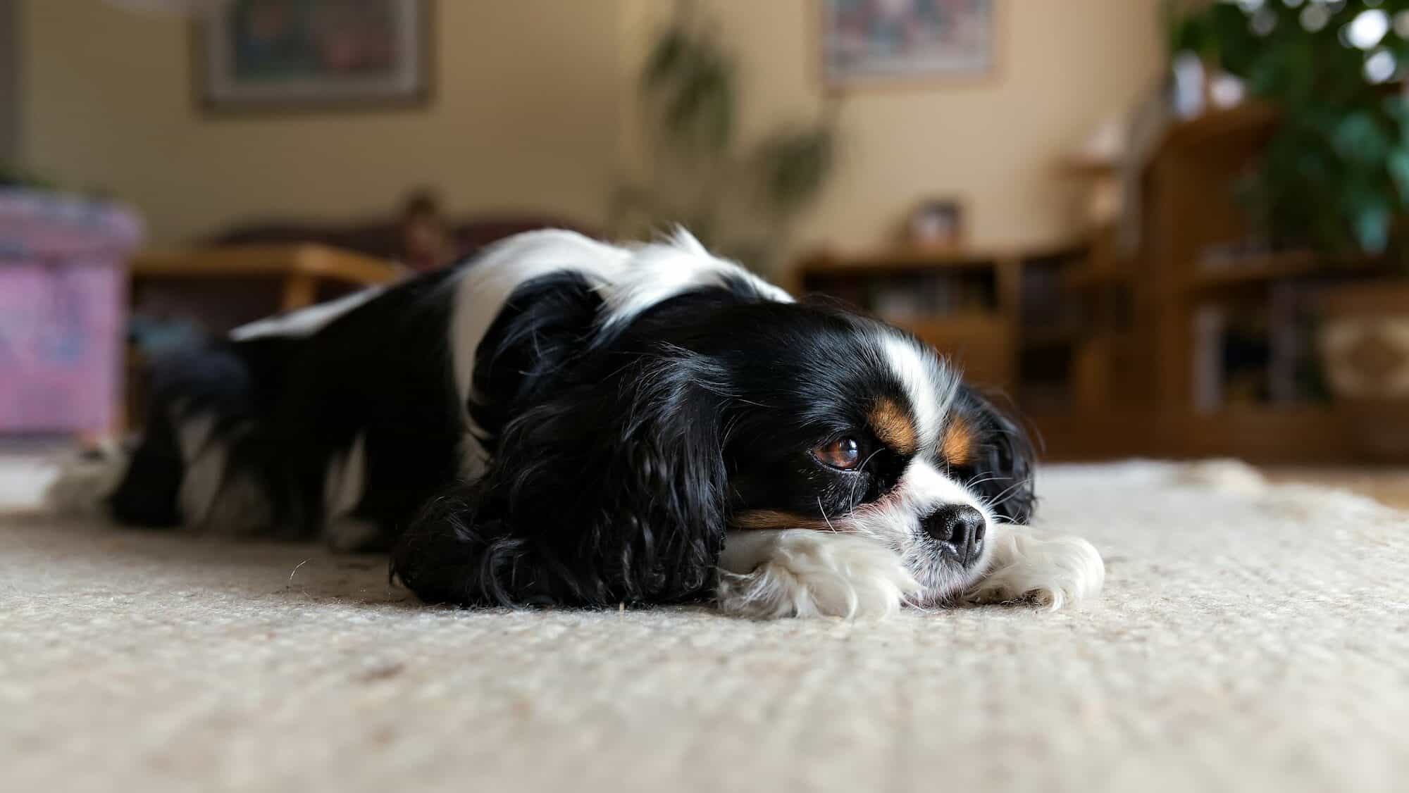 Dog napping on the carpet