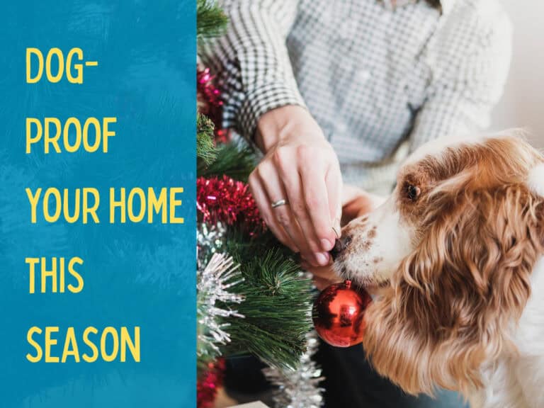 cocker spaniel sniffing christmas tree ornament