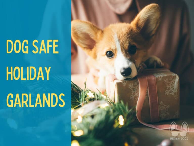 cute corgi puppy lying head on gift box, next to non-toxic holiday garland