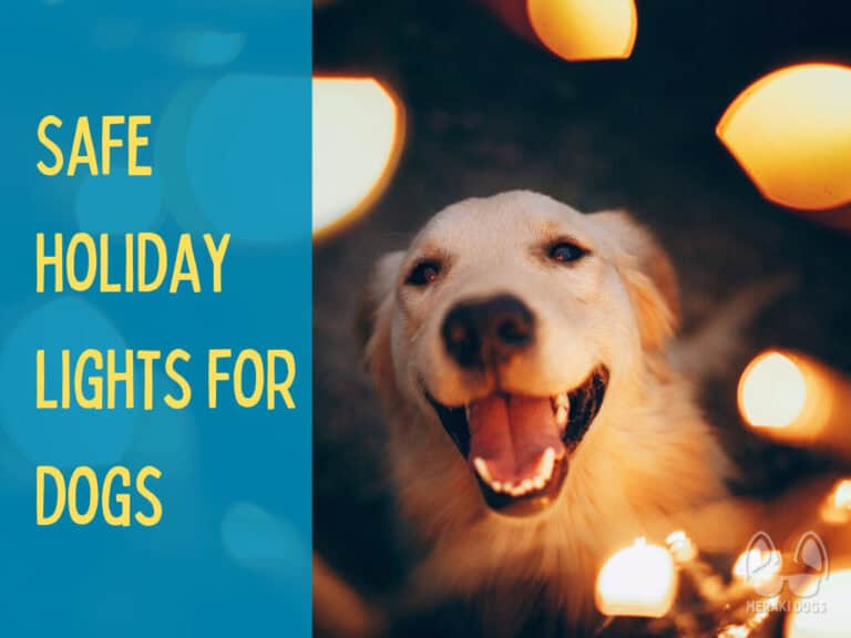 cute golden retriever dog panting, surrounded by yellow christmas lights