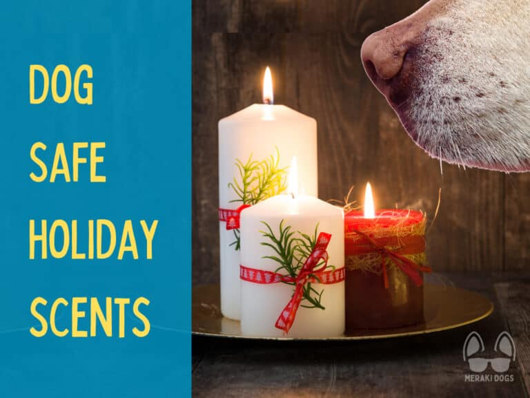 dog sniffing candles