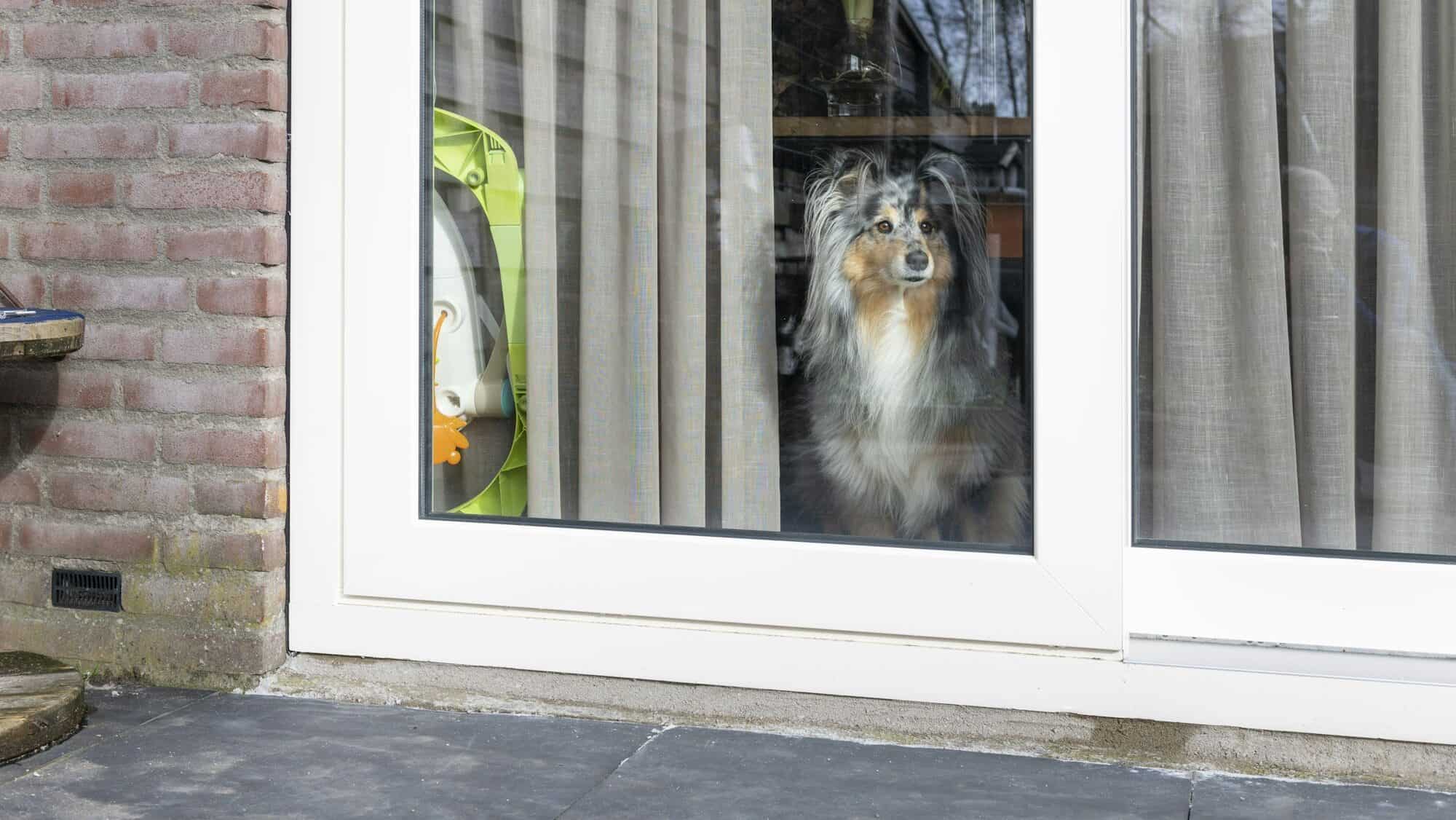 Dog sitting at the window waiting for its owner to return