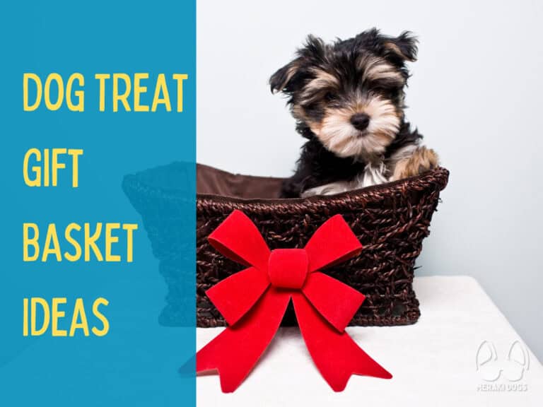 cute yorkie puppy sitting in basket