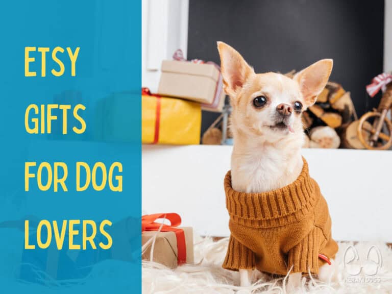chihuahua in an orange sweater sitting by a gift