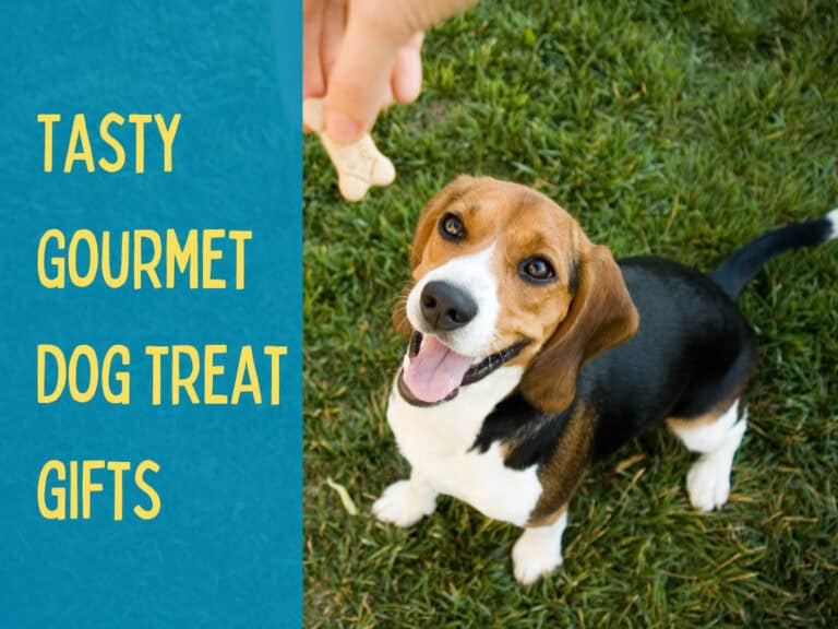 happy beagle sitting for gourmet dog treat