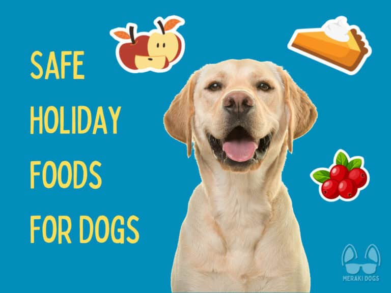 yellow labrador retriever surrounded by graphic illustrated apples, a slice of pumpkin pie and cranberries