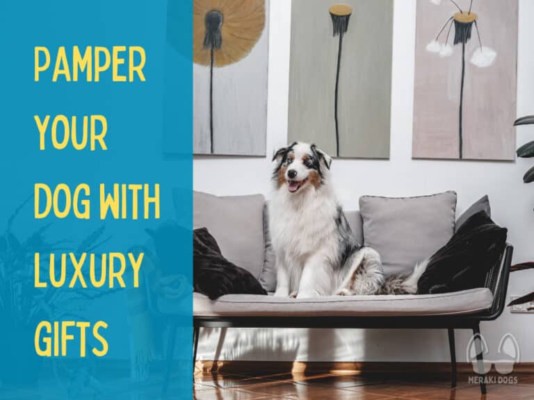 australian shepherd dog sitting on luxury sofa