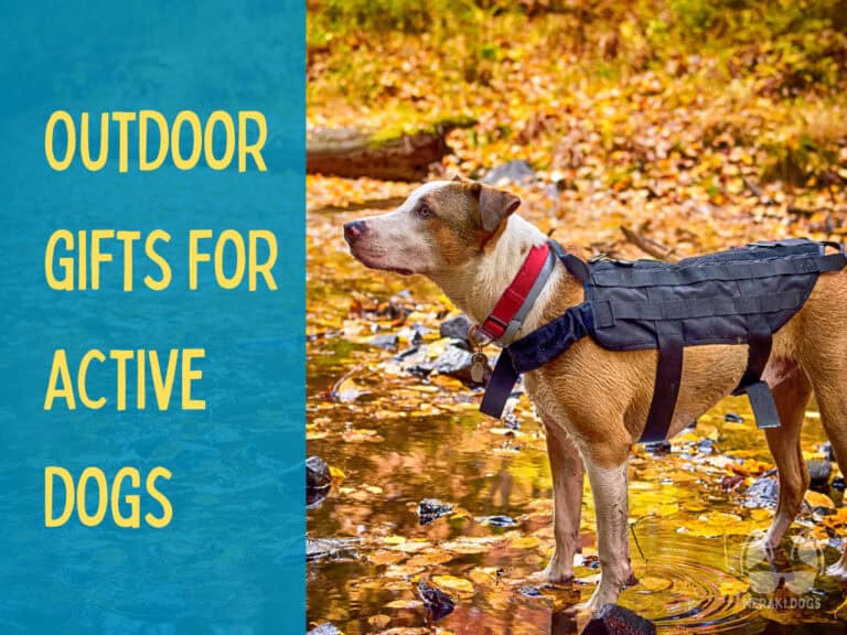 brown and white mixed breed dog on hike wearing dog backpack with fall foliage in background