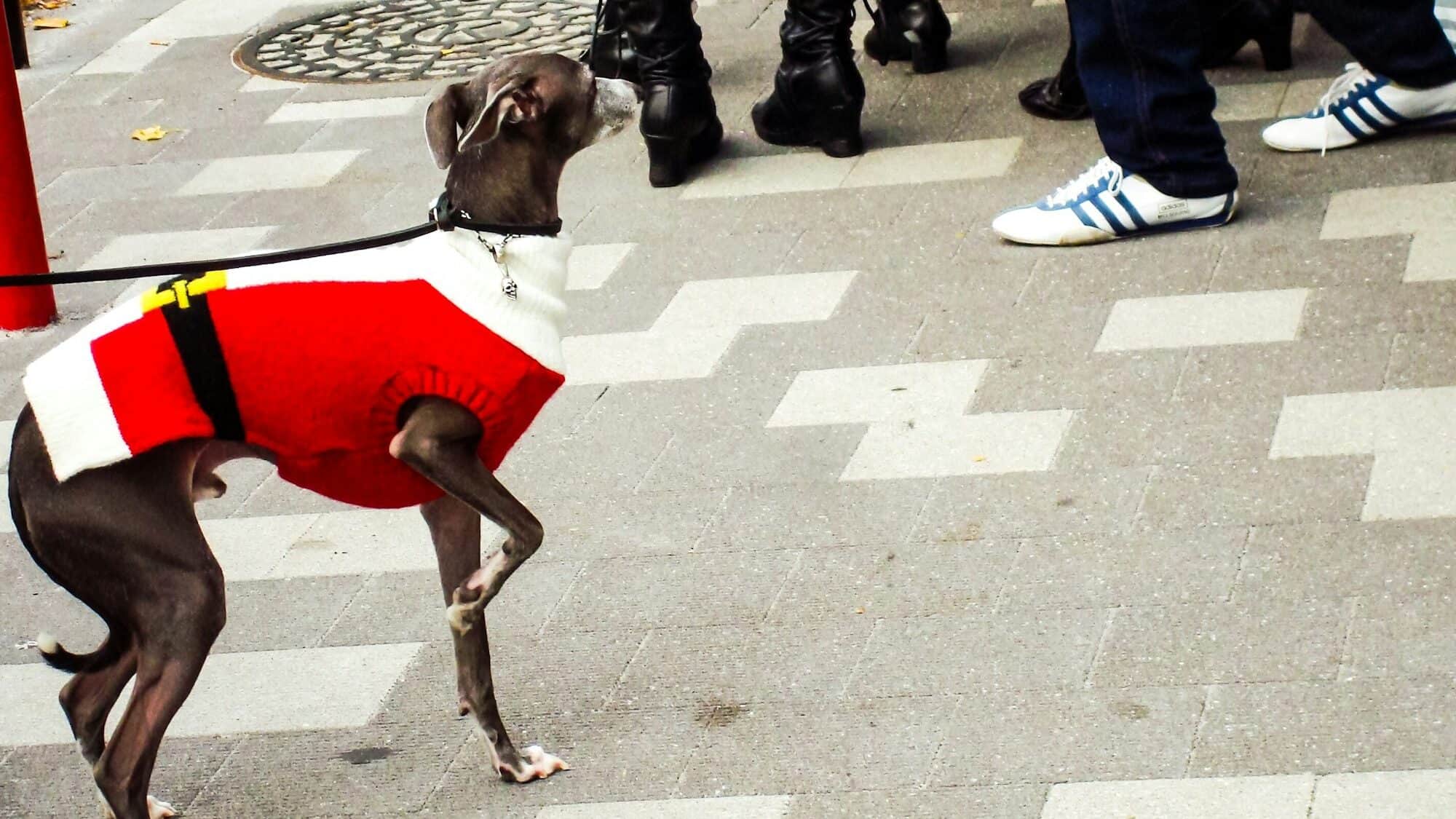 italian greyhound in santa costume while dog-friendly holiday shopping