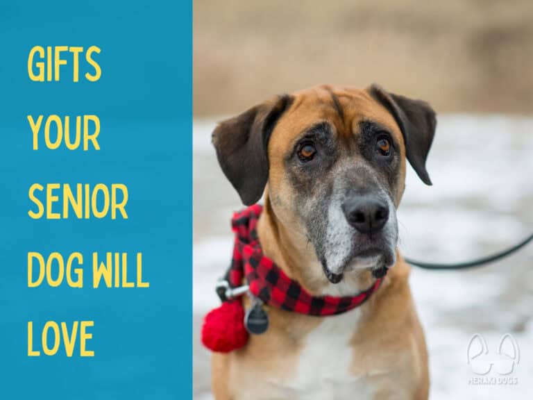 tan senior dog on leash