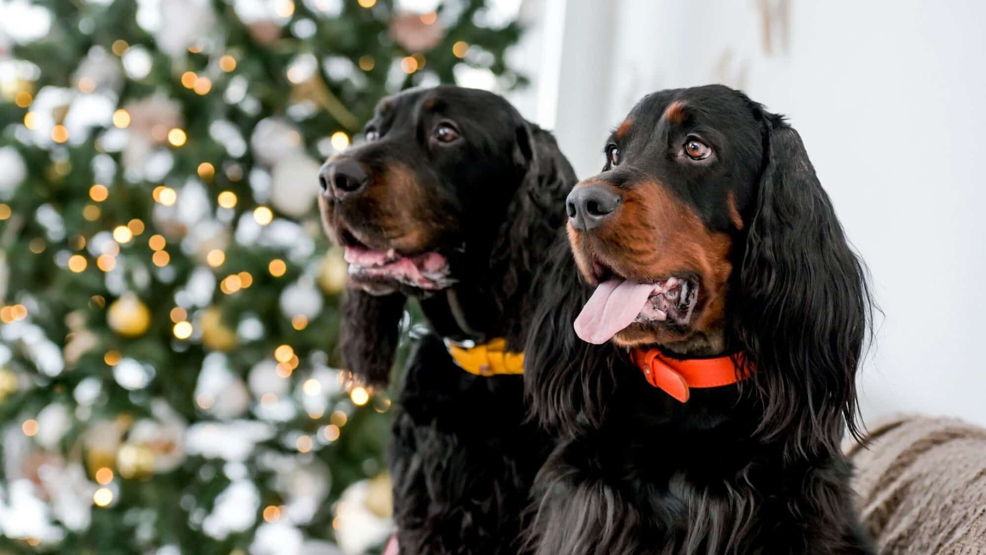Setter dogs in Christmas time