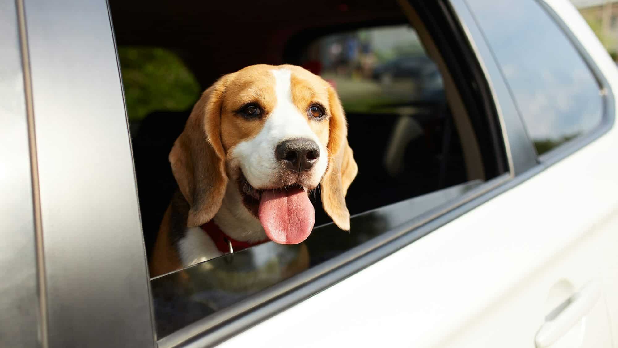 The dog travels by car. Cute dog beagle looks out of the car window