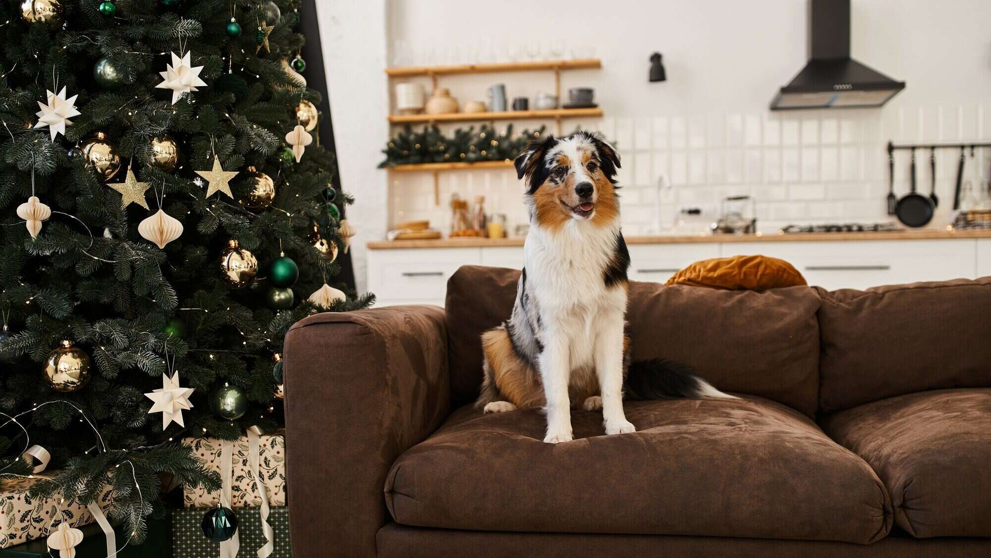 A loving couple enjoys festive moments with their dog at home during the holiday season