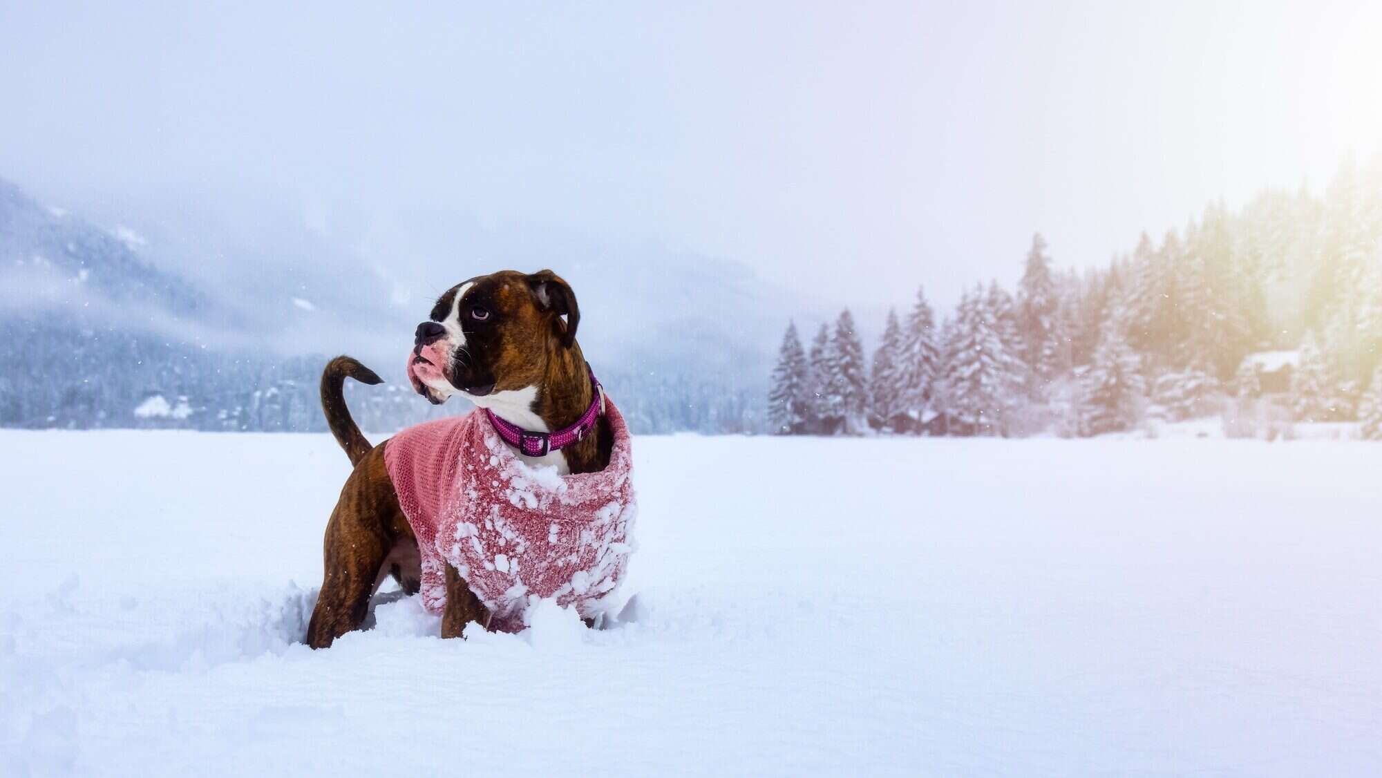 Boxer dog playing in snow