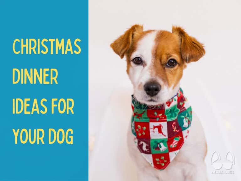 cute white and brown terrier mix dog in a holiday christmas bandana