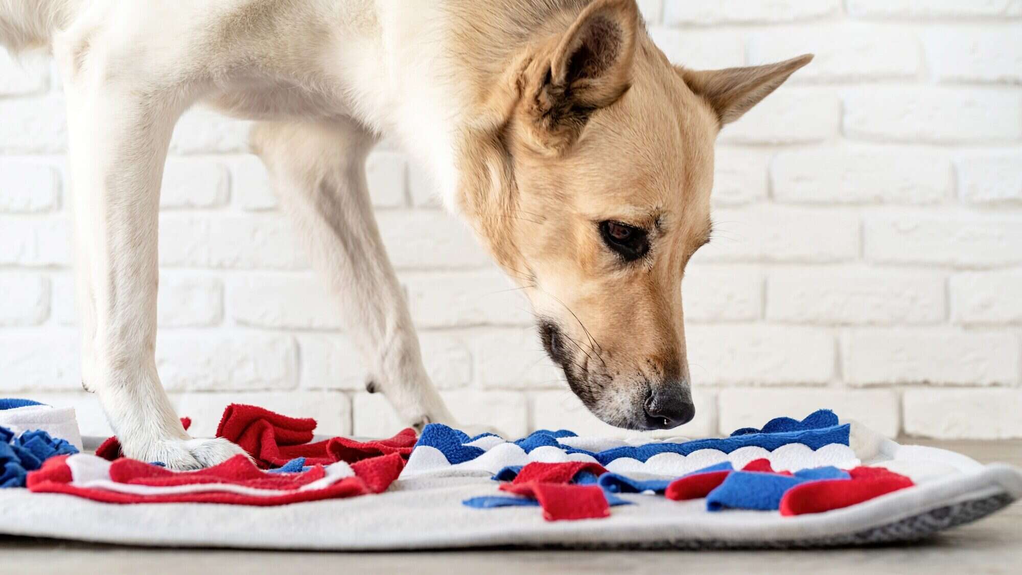 cute mixed breed dog playing with washable snuffle rug for hiding dried treats, winter nose work for dogs