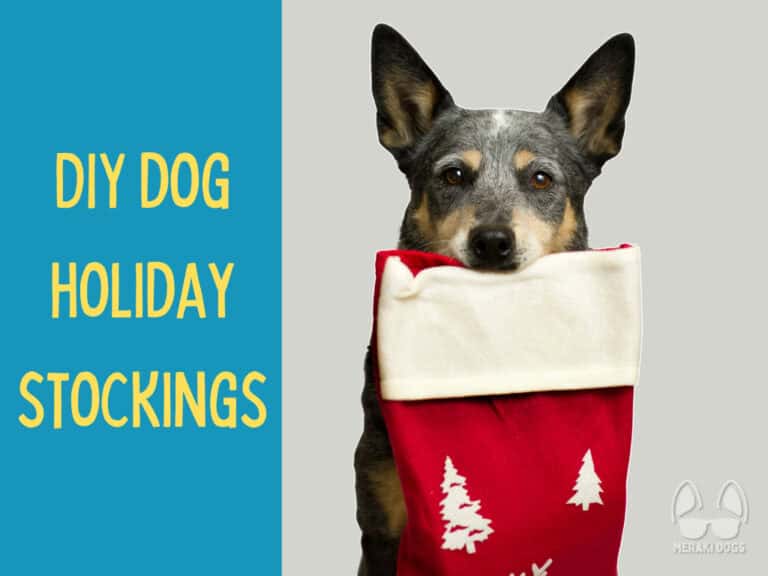 blue heeler australian cattle dog holding red holiday christmas stocking