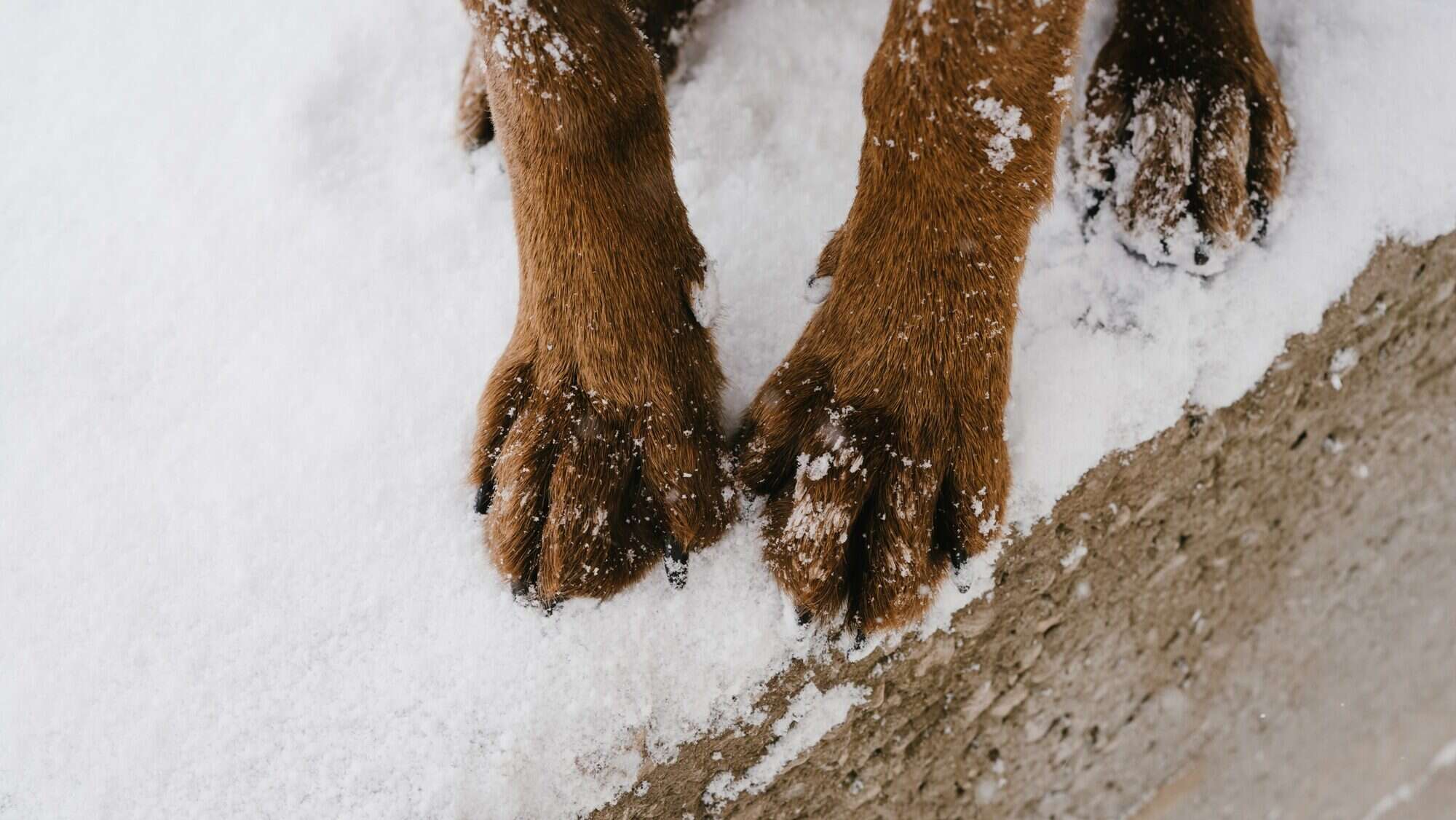 Dog paws in the snow