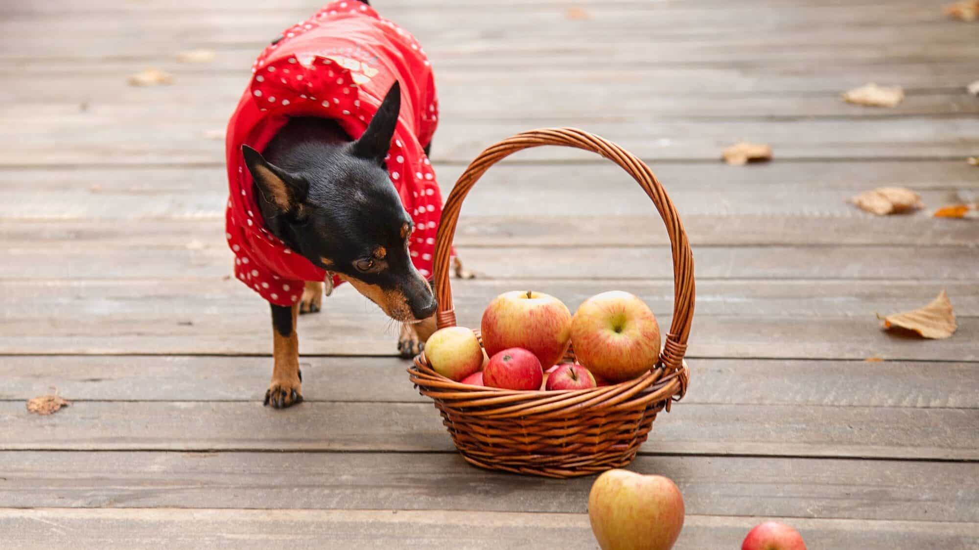 Dog, pet in red overall. Miniature Pinscher. dwarf Pinscher