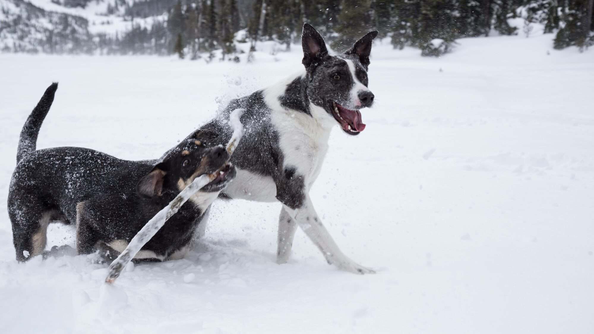 Dogs playing together in snow, winter dog meetup