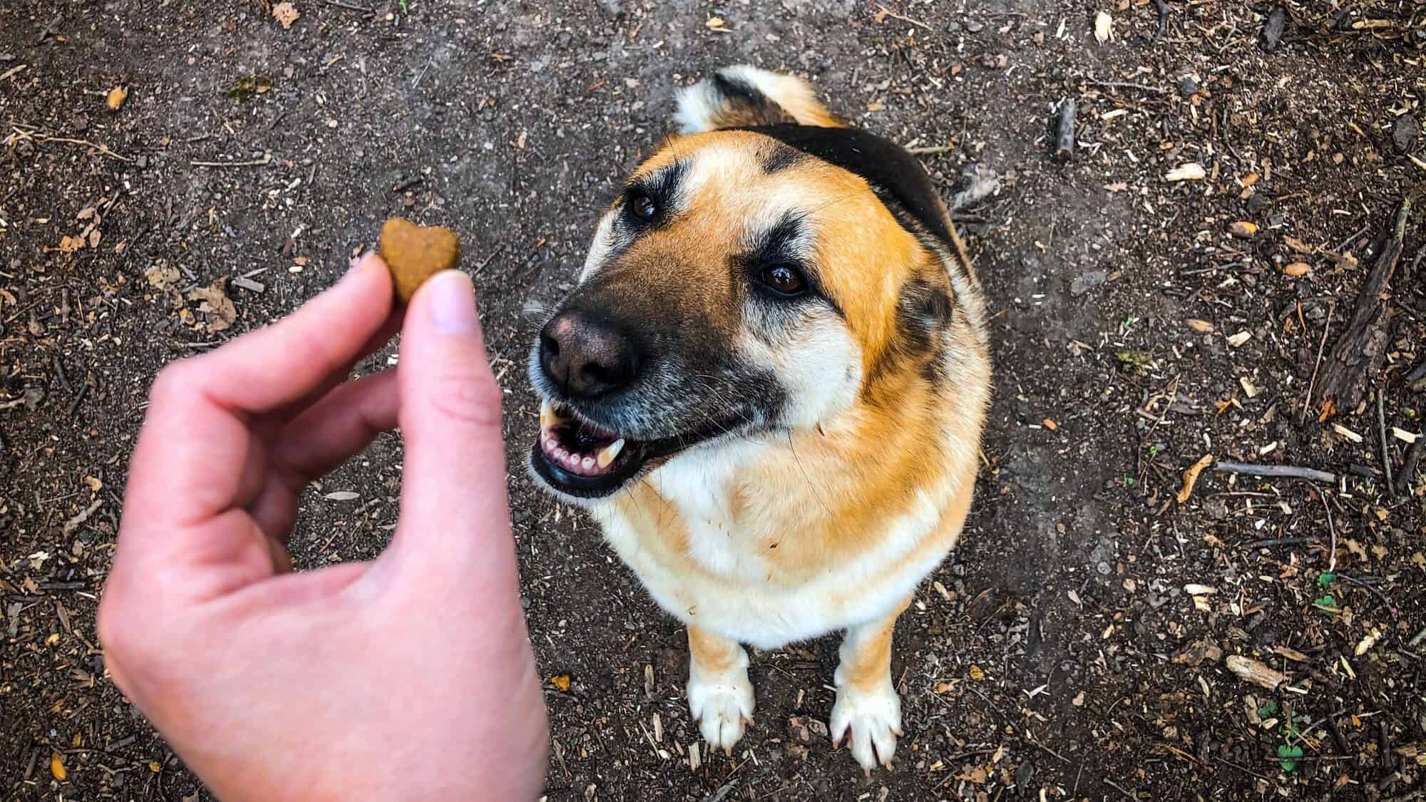 Hand holding treats and feeding a dog