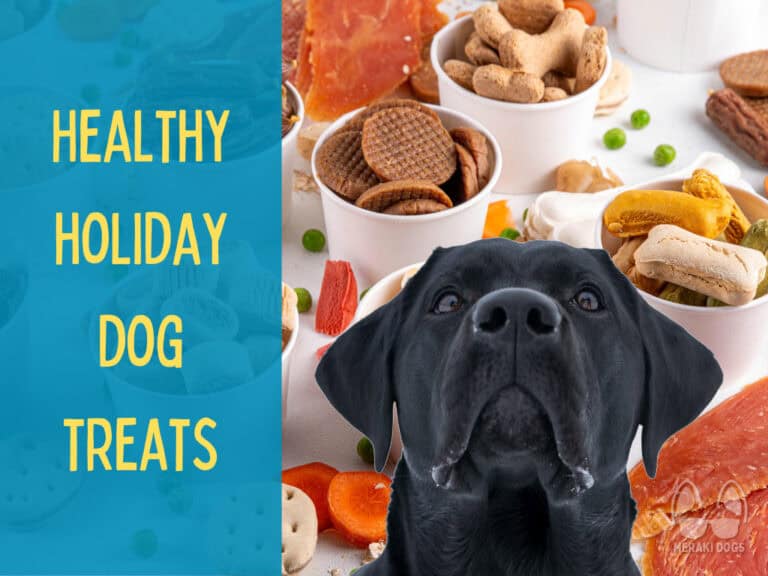 cute black lab looking up, background with healthy dog treat ingredients