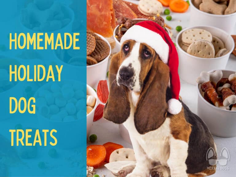 basset hound in a santa hat sitting with treats in background