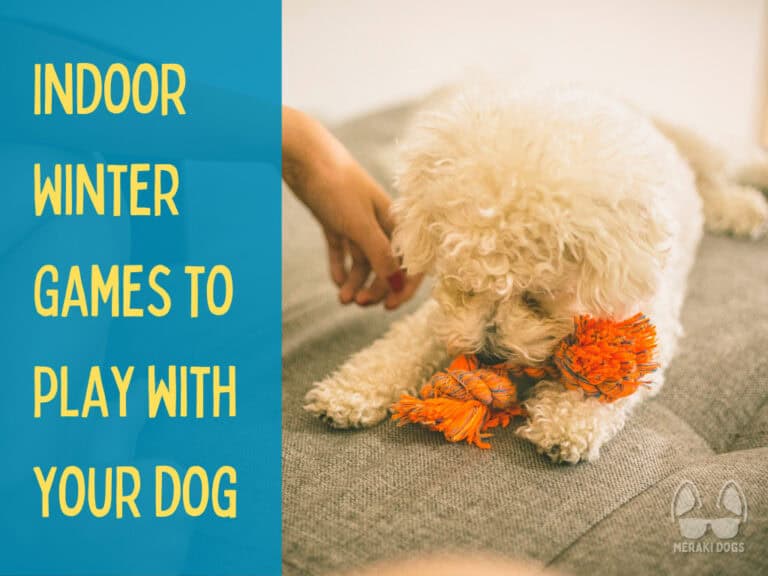 cute small poodle playing with rope toy on couch