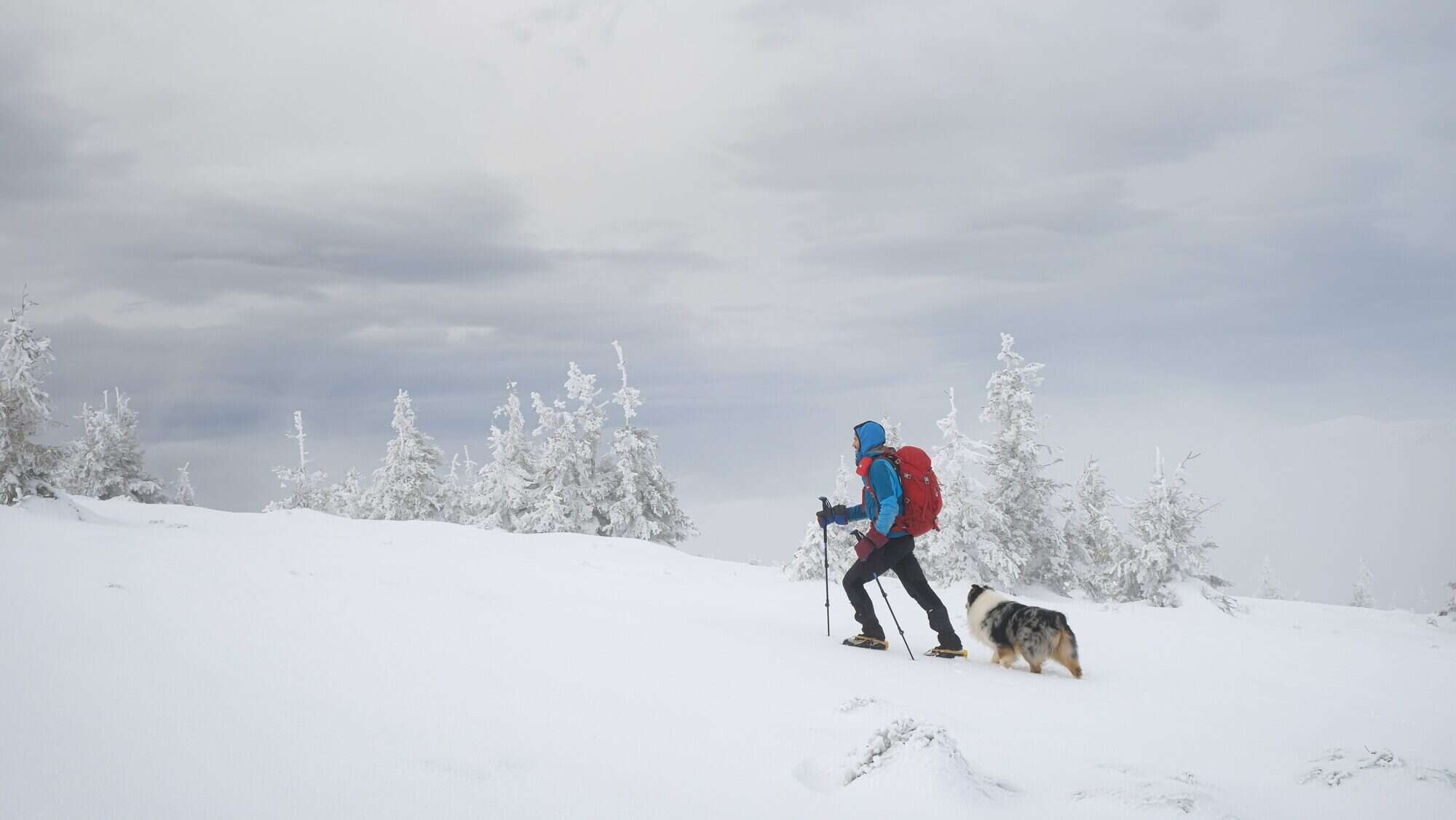 Man hiking with dog in beautiful winter mountain, winter hiking with dogs