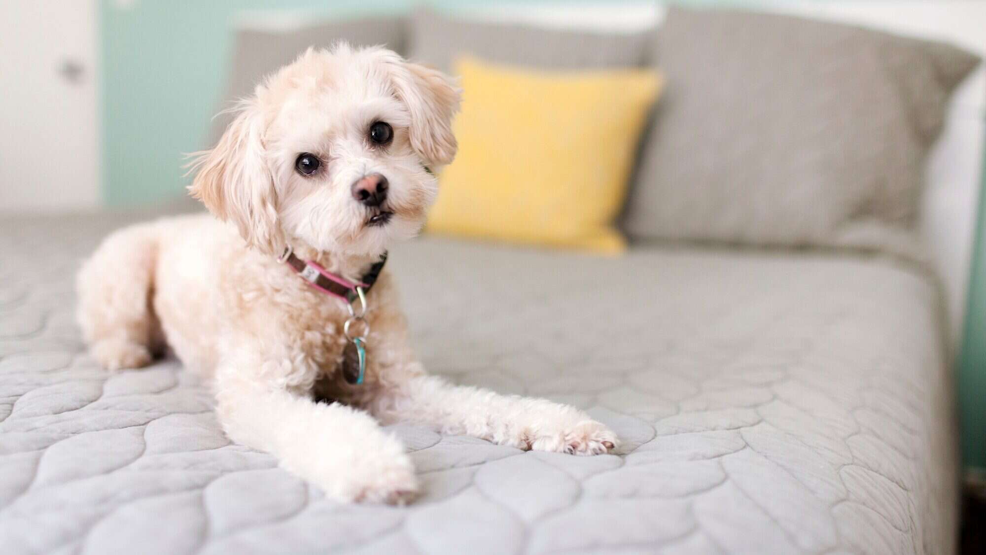 Portrait of dog lying on bed