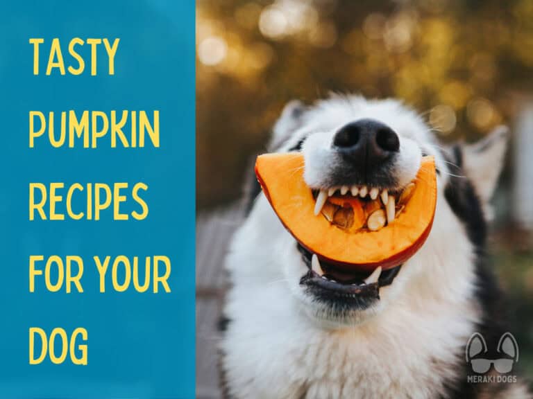 husky holding slice of pumpkin