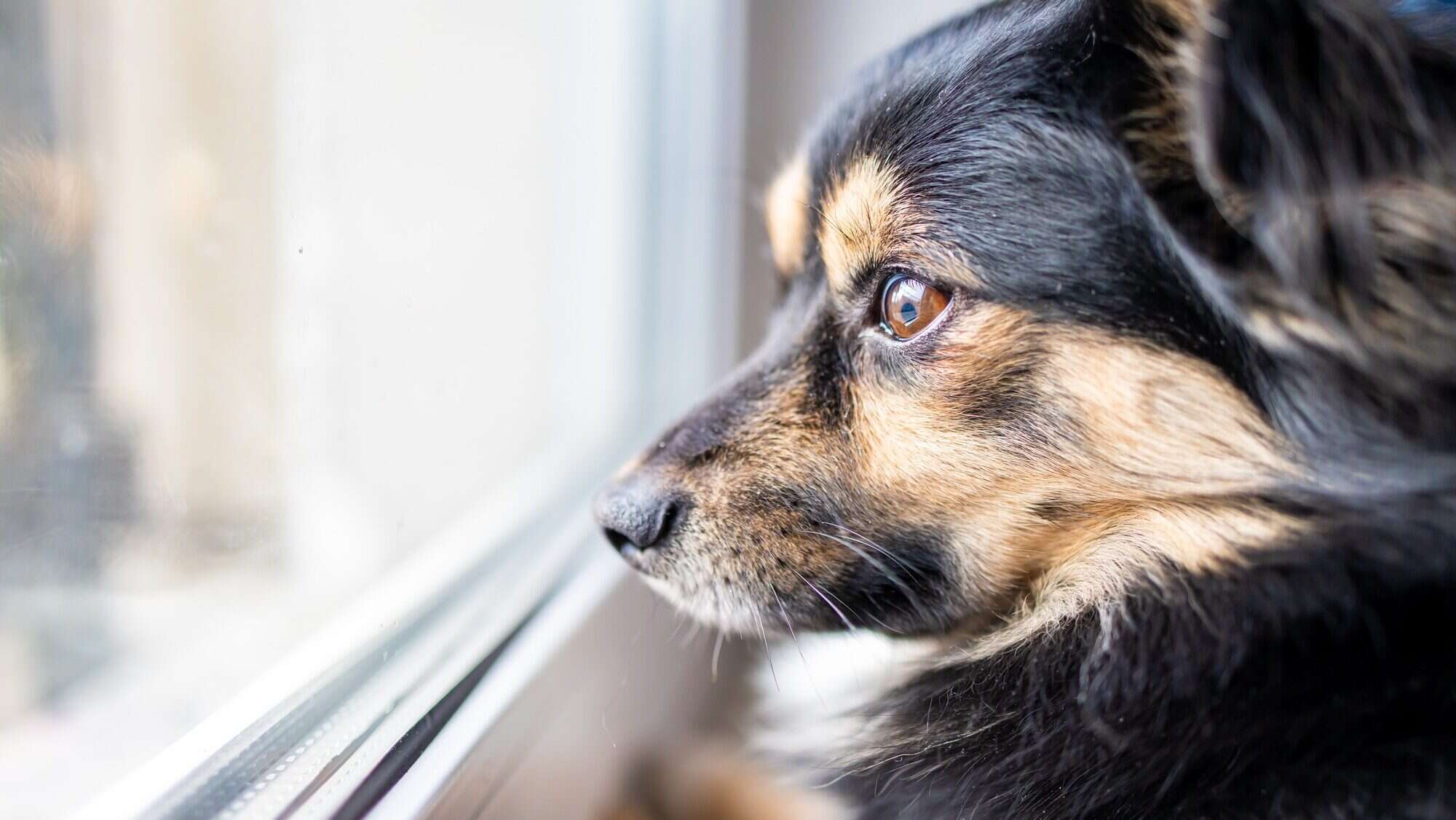 puppy sitting on the window looking out the window. cute little dog looking towards the window, wait
