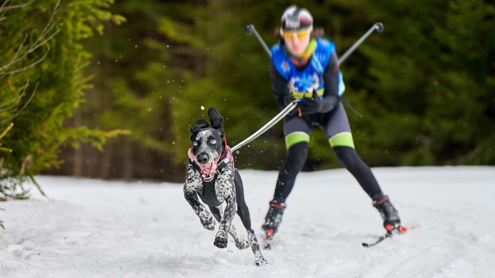 Skijoring dog sport racing