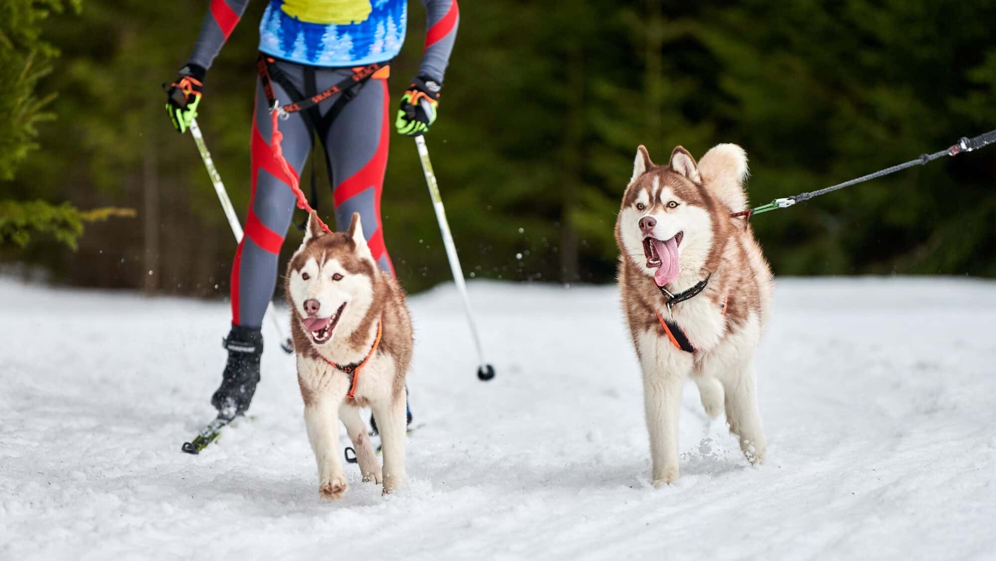 Skijoring dog sport racing
