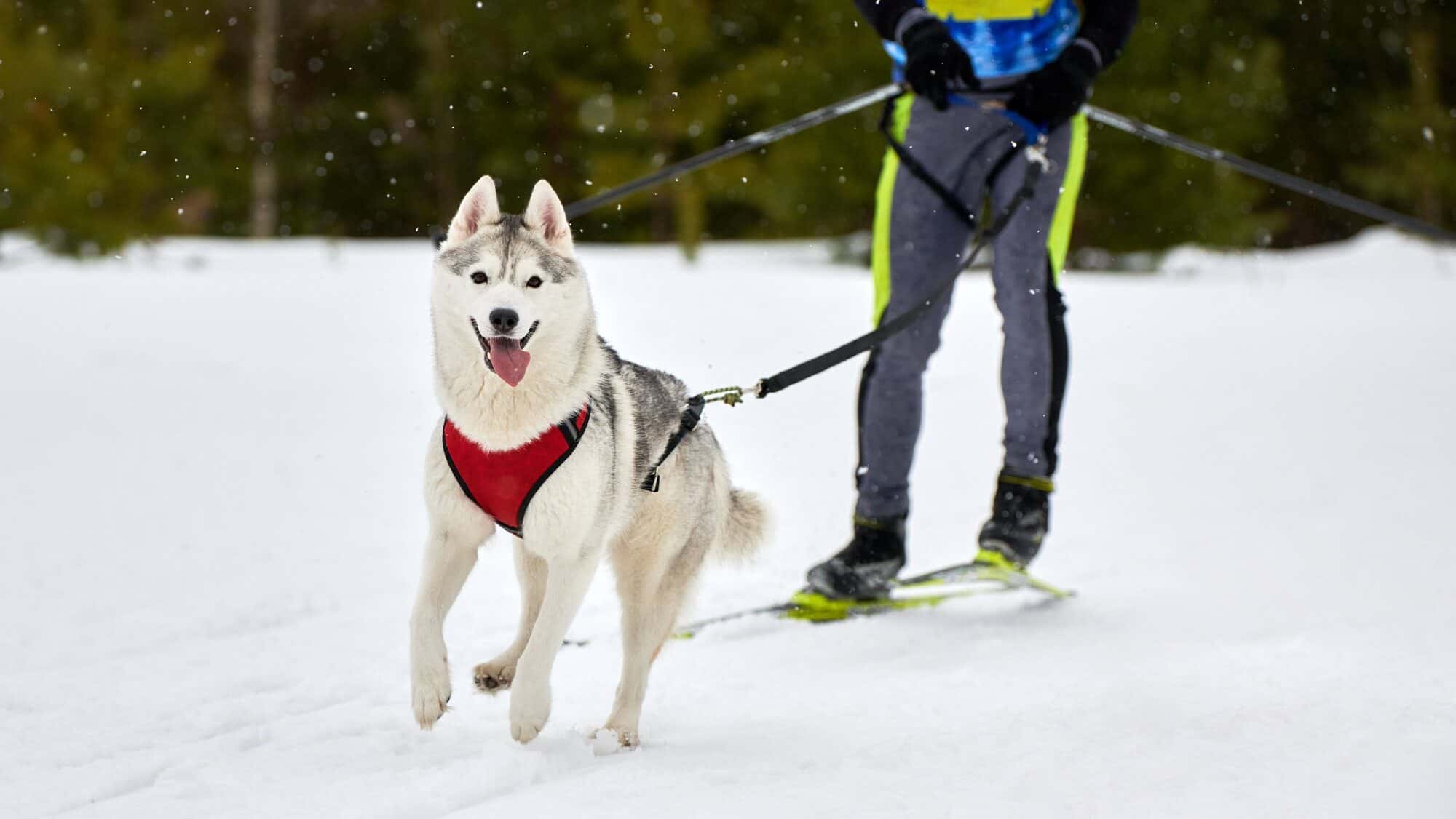 Skijoring dog sport racing, person skijoring with dogs