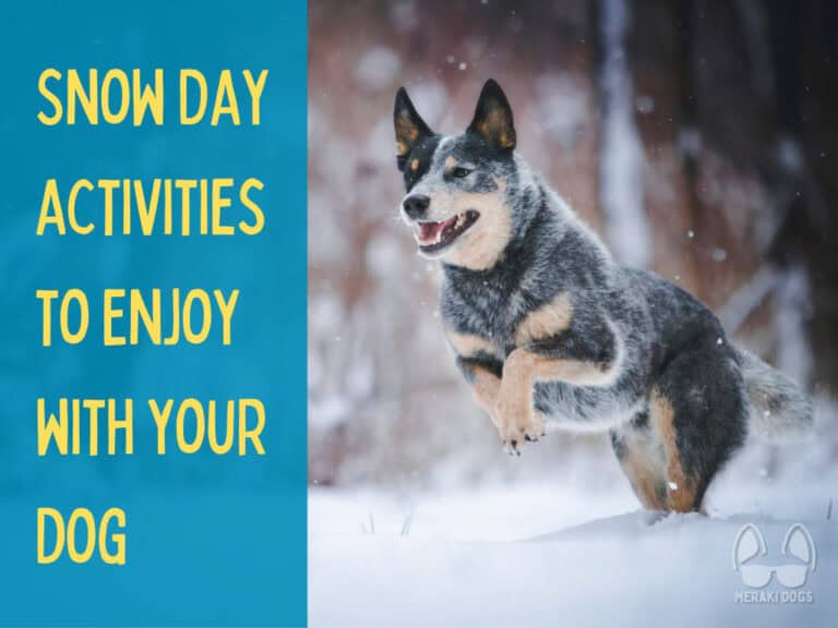 blue australian cattle dog blue heeler dog running and playing in snow