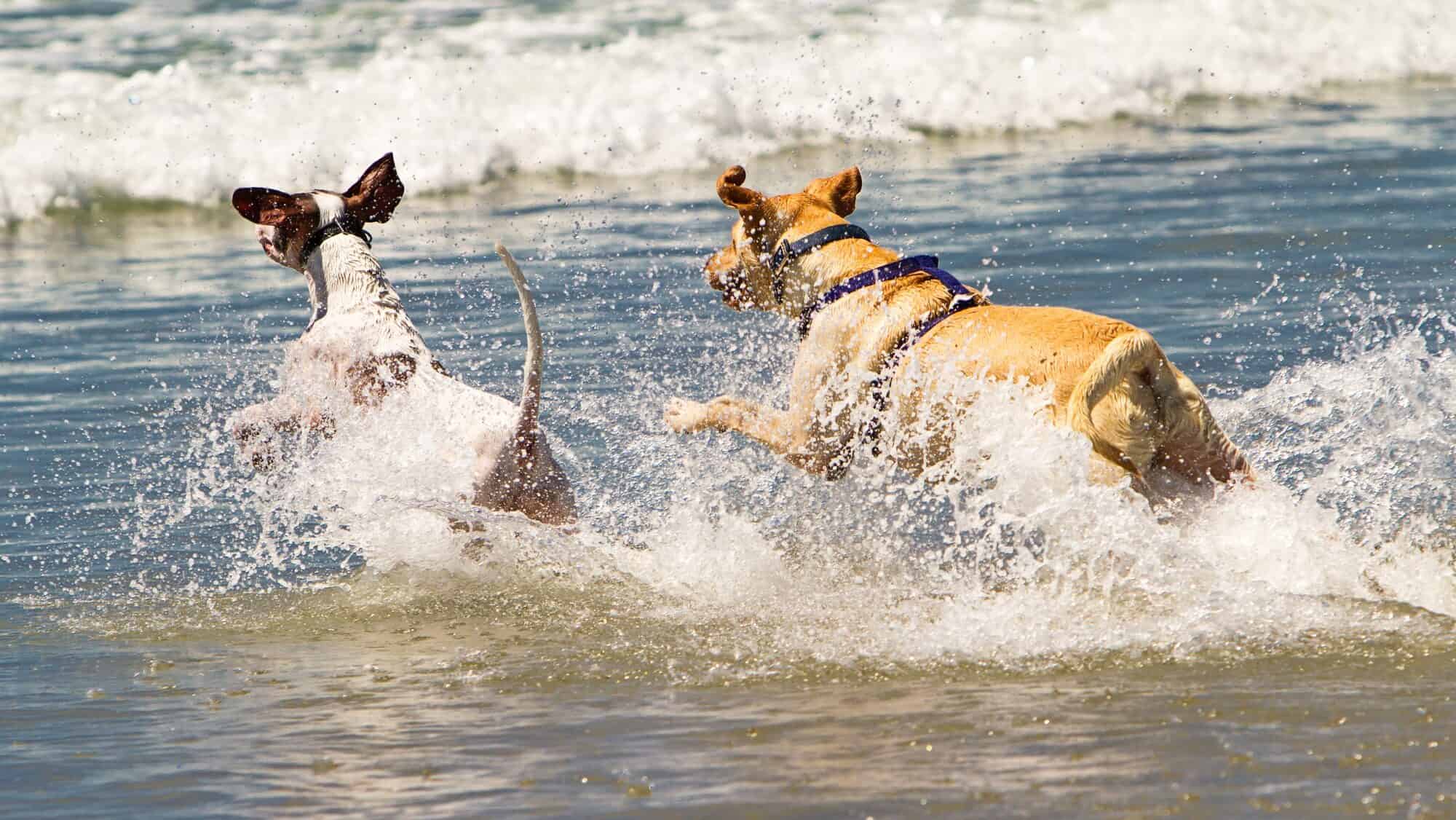 Two Dogs Running Into Ocean