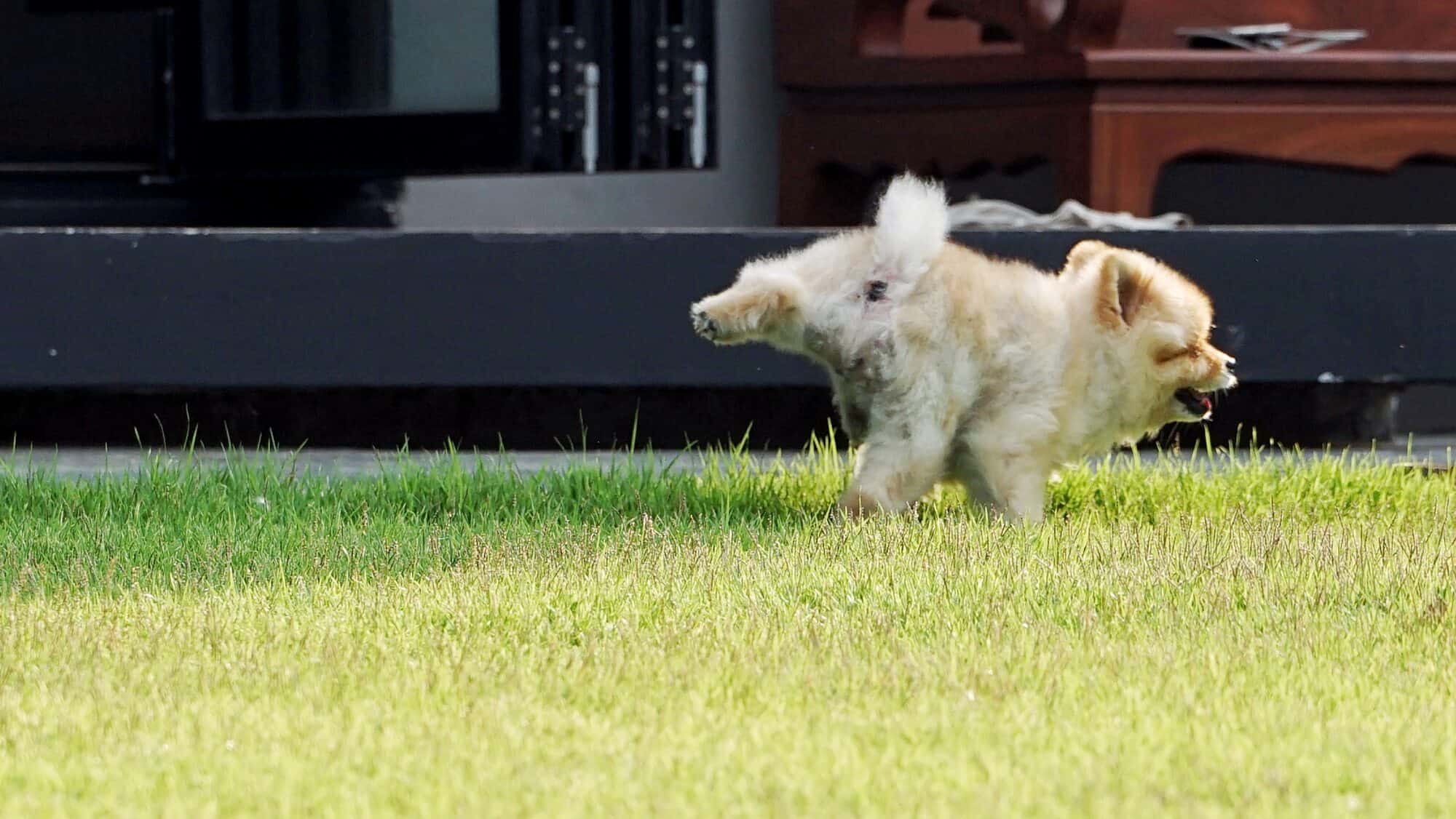 Back portrait of little Pomeranian dog pees on the grass field of backyard.