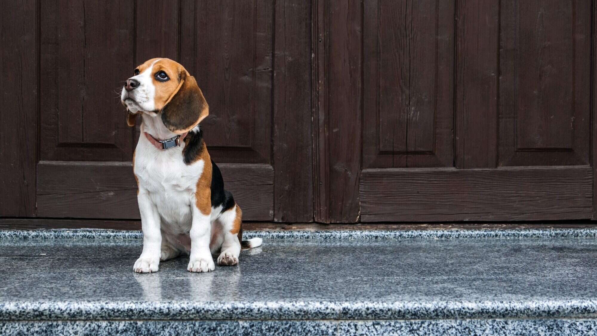Beagle Personality, temperament. Beagle Puppy at home. Little Beagle breed dog near door his new