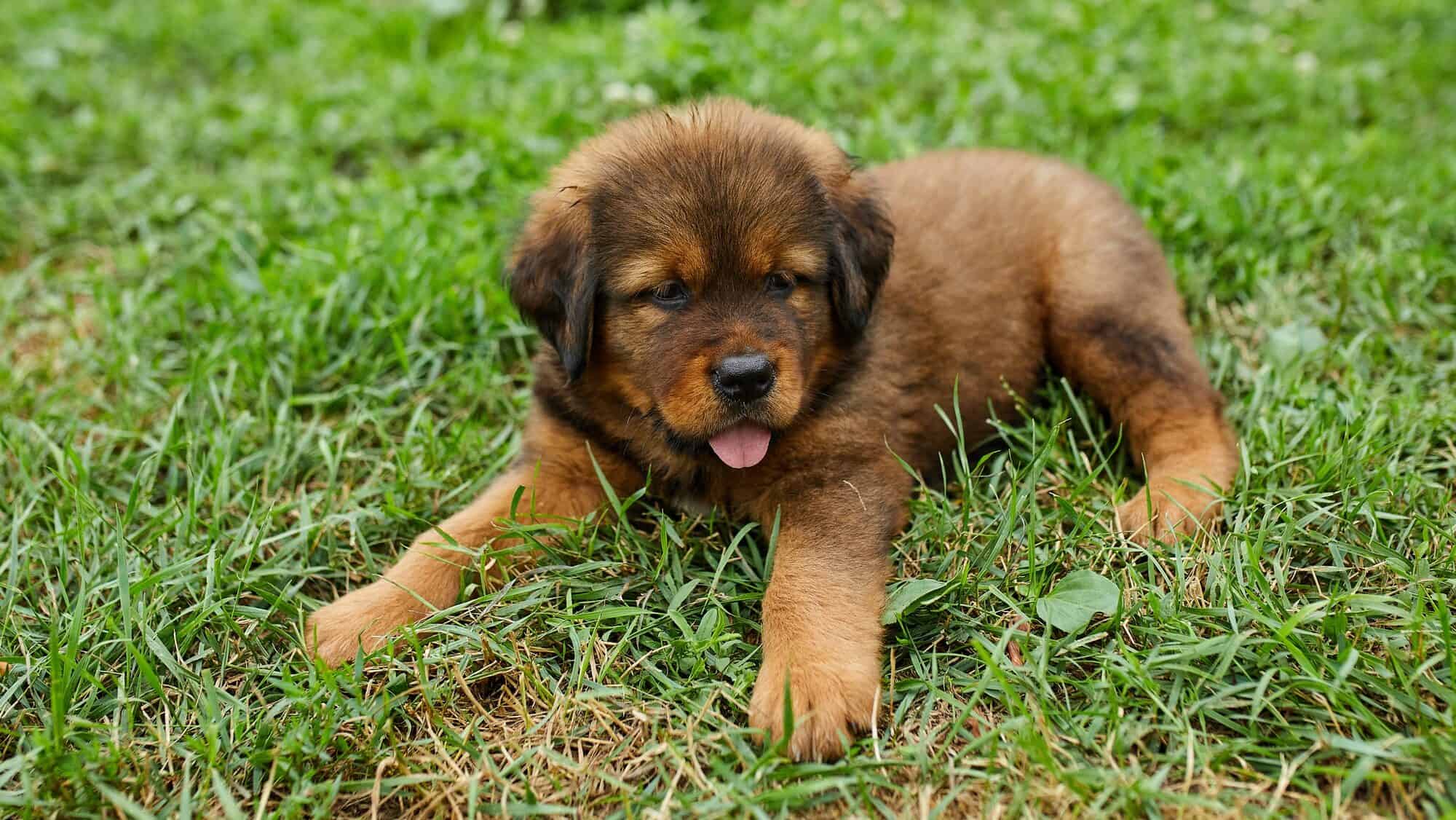 Brown cute happy puppy Newfoundland, Adorable smile dog