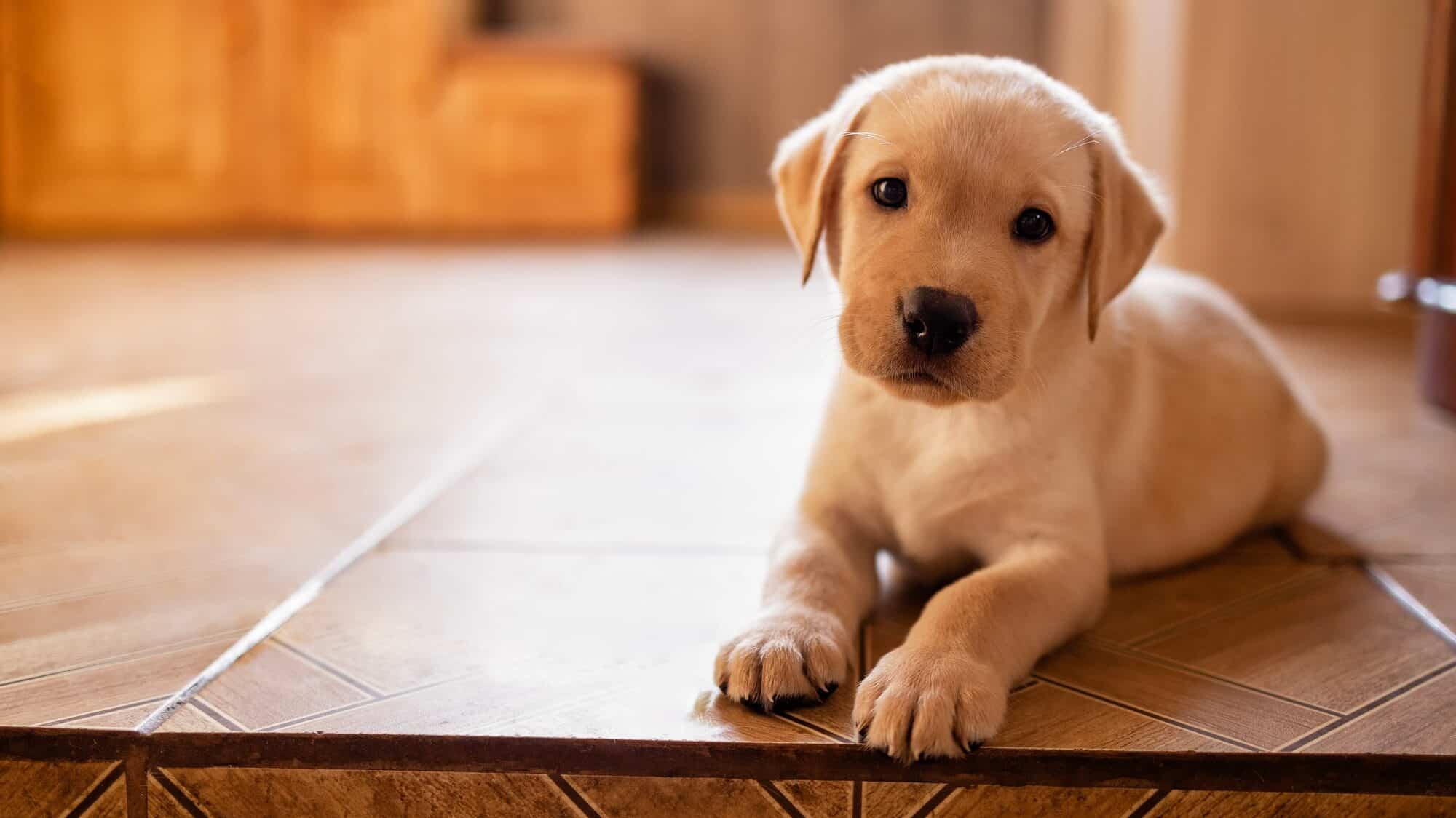 Close-up of a cute puppy on the floor of the house. A cute golden retriever dog in the room