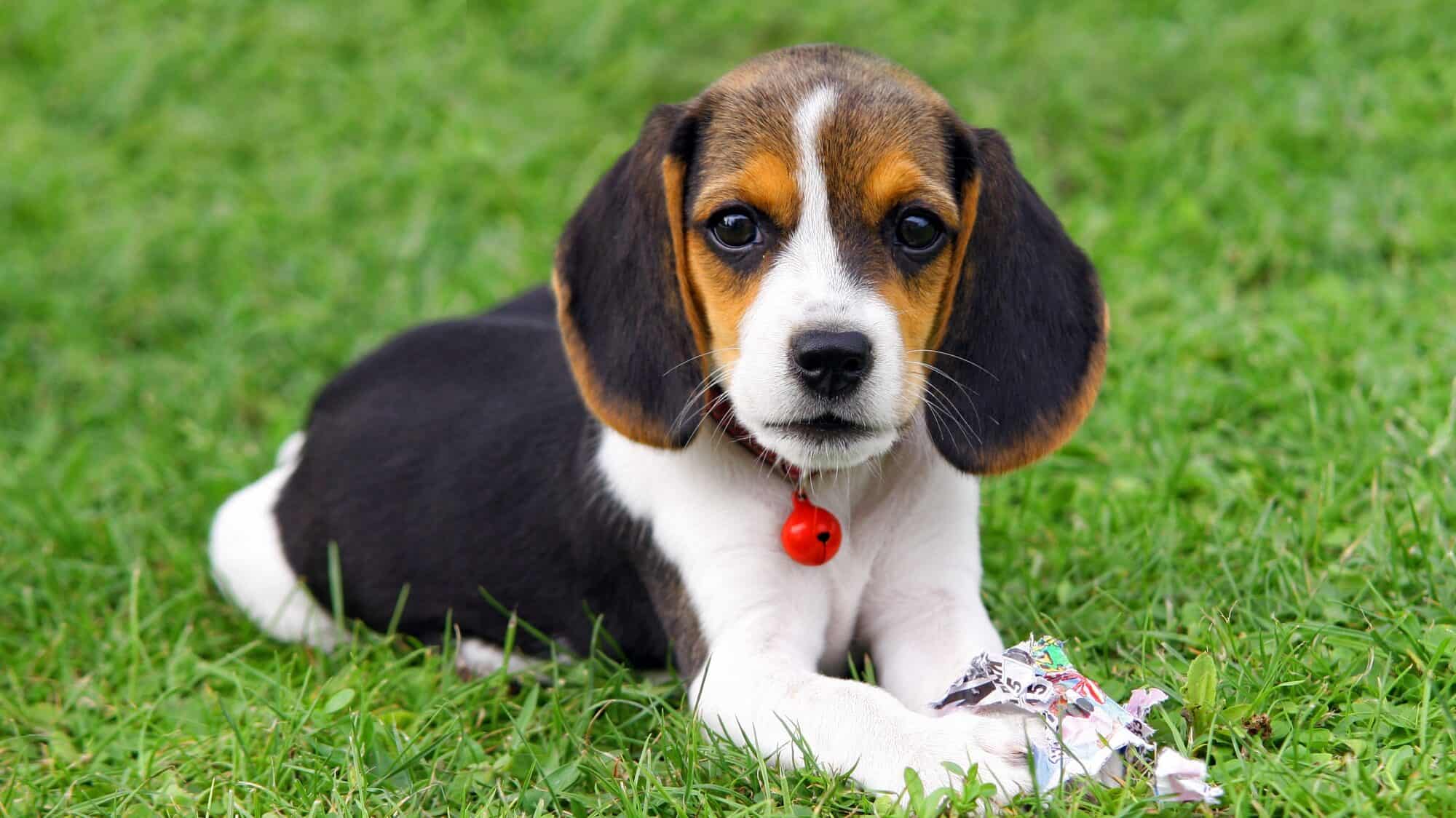 Cute Beagle puppy